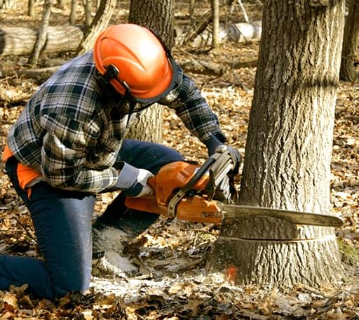 Tree Removal in Weir, MS
